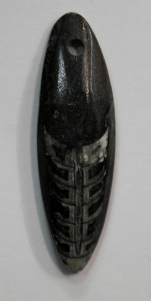 Orthoceras